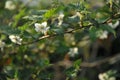 In spring, the leaves of raspberry are bright green and its flowers are snow-white. Royalty Free Stock Photo