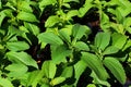 Spring leaves of Stevia plant, well known sugar substitute, also called candyleaf, sweetleaf or sugarleaf Royalty Free Stock Photo