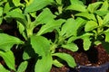 Spring leaves of Stevia plant, well known sugar substitute, also called candyleaf, sweetleaf or sugarleaf Royalty Free Stock Photo