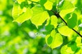 Spring leaves on a tree Royalty Free Stock Photo