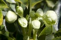 Spring lenten rose flower buds with rain drops