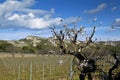 Spring in Les Alpilles (Southern France)