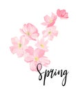 Spring lettering.  greeting cards, banners and invitation card with blossom sakura flowers. Color pink sakura cherry blossom flowe Royalty Free Stock Photo