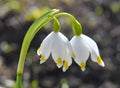 In spring, Leucojum vernum blooms in nature Royalty Free Stock Photo