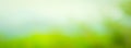 spring light green blur background, glowing blurred design, summer background Royalty Free Stock Photo