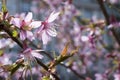 Spring light pink tree prunus campanulata okame in bloom against blue sky Royalty Free Stock Photo