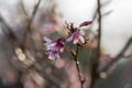 Spring light pink tree prunus campanulata okame in bloom against blue sky, small flowering blossoms Royalty Free Stock Photo