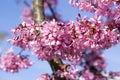 Spring light pink tree prunus campanulata okame in bloom against blue sky Royalty Free Stock Photo