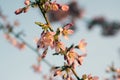 Spring light pink tree prunus campanulata okame in bloom against blue sky Royalty Free Stock Photo