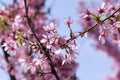 Spring light pink tree prunus campanulata okame in bloom against blue sky Royalty Free Stock Photo