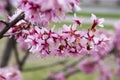 Spring light pink tree prunus campanulata okame in bloom against blue sky Royalty Free Stock Photo