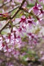 Spring light pink tree prunus campanulata okame in bloom against blue sky Royalty Free Stock Photo