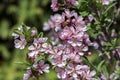 Spring light pink tree prunus tenella in bloom, small flowering blossoms on branches with green leaves