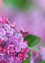 Spring lilac