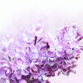 Spring lilac