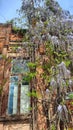 Spring lilac blossom wisteria on old architecture window Royalty Free Stock Photo