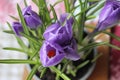 Spring lilac crocuses