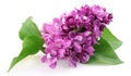 Spring lilac flower Royalty Free Stock Photo