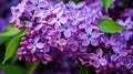 spring lilac flower Royalty Free Stock Photo
