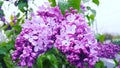 Spring lilac flower Royalty Free Stock Photo