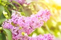 Spring lilac flower Royalty Free Stock Photo