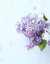 Spring Lilac. Spring flower, twig purple lilac. Syringa vulgaris. Royalty Free Stock Photo
