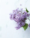 Spring Lilac. Spring flower, twig purple lilac. Syringa vulgaris. Royalty Free Stock Photo