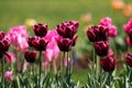 Spring lilac tulips flowers background.Colorful tulip field.