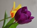 spring lilac tulip Royalty Free Stock Photo