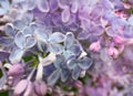 Spring lilac violet and blue flowers, abstract soft focus background