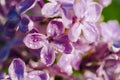 Spring lilac violet flowers, abstract soft floral background. macro