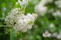 Spring lilac white flowers