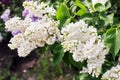 Spring lilacs bush in lilac garden Royalty Free Stock Photo
