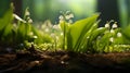 Spring lilies of the valley flowers have grown and bloomed. Macro photography. Copy space.