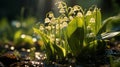 Spring lilies of the valley flowers have grown and bloomed. Macro photography. Copy space