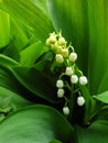 Spring. Lilies of the valley