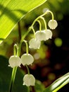 Spring lilly of the valley in the rays of light Royalty Free Stock Photo