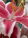 Spring lily close up arrangment in spring daytime Royalty Free Stock Photo
