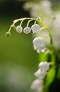 Spring lily of the valley flower grows in the woods with a nice scent for bouquets Royalty Free Stock Photo