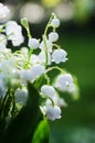 Spring lily of the valley flower grows in the woods with a nice scent for bouquets Royalty Free Stock Photo