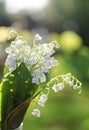 Spring lily of the valley flower grows in the woods with a nice scent for bouquets Royalty Free Stock Photo