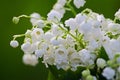 Spring lily of the valley flower grows in the woods with a nice scent for bouquets Royalty Free Stock Photo