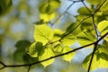 spring linden leaves in the forest close up of leaf backlit by morning sun april Royalty Free Stock Photo