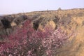 Spring loess hills Royalty Free Stock Photo