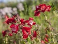 Spring in London; gardens, parks and streets - red flowers.