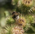 Spring in London; gardens, parks and streets - thistle and a bee.