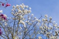 Spring in London. Magnolia `Leonard Messel`, Pink flower and bud opening on tree Royalty Free Stock Photo