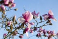 Spring in London. Magnolia `Leonard Messel`, Pink flower and bud opening on tree Royalty Free Stock Photo