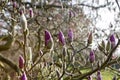 The Spring in London. Magnolia `Leonard Messel`, Pink flower and bud opening on a tree Royalty Free Stock Photo