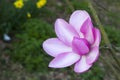 Spring in London. Magnolia `Leonard Messel`, Pink flower and bud opening on tree Royalty Free Stock Photo